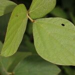 Calopogonium mucunoides Blad