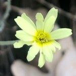 Leucanthemopsis pallida Flower