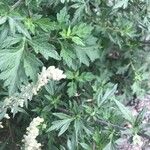 Artemisia princeps List