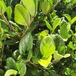 Viburnum suspensum Leaf