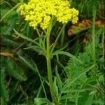 Patrinia scabiosifolia Květ