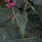 Bistorta amplexicaulis Frunză