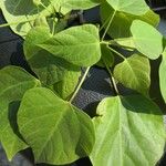 Catalpa bungei Blatt