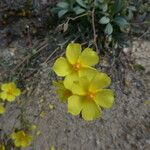 Tuberaria lignosa Flower