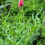 Tulipa clusiana Habitus