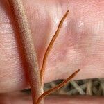 Petrosedum amplexicaule Leaf