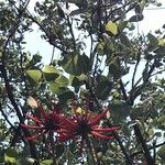 Erythrina americana Floro