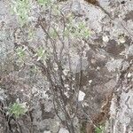 Helichrysum arnicoides Habit