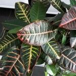 Codiaeum variegatum Blatt