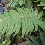 Blechnum appendiculatum 葉