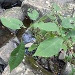 Fraxinus profunda Hoja