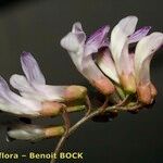 Vicia orobus Blüte