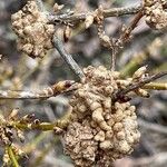 Forsythia intermedia Arall