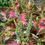 Plectranthus scutellarioides Kvet