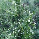 Turraea mombassana Συνήθη χαρακτηριστικά