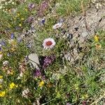 Erigeron uniflorus Агульны выгляд