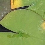 Nymphaea candida Leaf