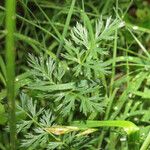 Mutellina adonidifolia 葉