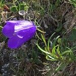 Campanula scheuchzeri Staniste