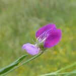 Lathyrus hirsutus Цвят