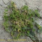 Trifolium suffocatum Libunga