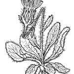 Hieracium alpinum Ďalší