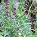 Carduus nigrescens Leaf