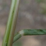 Eleusine tristachya Bark