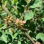 Indigofera suffruticosa പുഷ്പം