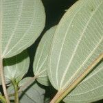 Miconia granatensis Leaf