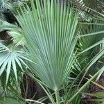 Brahea dulcis Habit