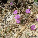 Allionia incarnata Habit