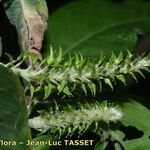 Salix pedicellata Fruit