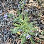 Cynoglossum creticum Habit