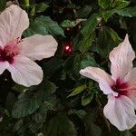 Hibiscus arnottianusFleur