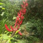 Erythrina herbacea Blüte