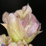 Salvia dorrii Flower