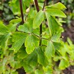 Aquilegia nigricans Листок