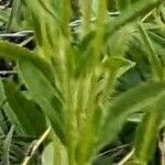 Rudbeckia missouriensis Blatt