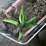 Agave guiengola Blad