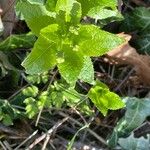 Mercurialis perennis Blad