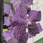 Vanda coerulescens Flor