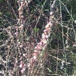 Polygonum equisetiforme Квітка