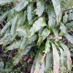 Asplenium scolopendrium Habitat