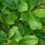 Quercus pontica Blatt