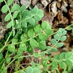 Coronilla vaginalis Leaf