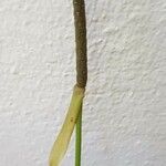Microsorum punctatum 花