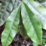 Rhabdophyllum welwitschii Leaf