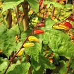 Ipomoea lobata Blüte