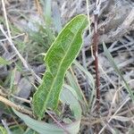 Boscia mossambicensis Blatt